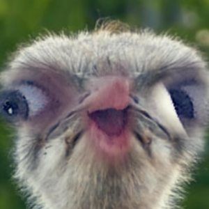 Meet your Posher, Neal